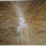 Flea Dirt , 7 Hottest Pictures Of Fleas On Dogs In Dog Category
