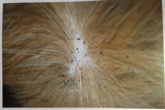 Flea Dirt in Bug