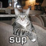 Funny Pictures of Cats , 6 Unique Funny Pictures Of Cats With Captions In Cat Category