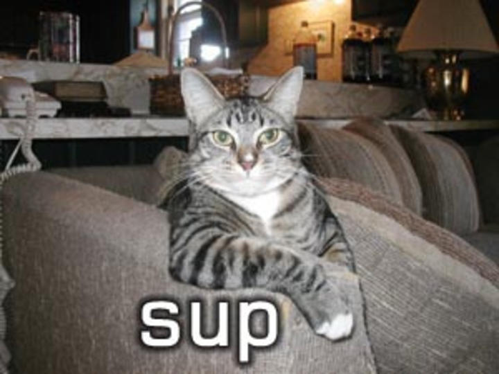 Cat , 6 Unique Funny Pictures Of Cats With Captions : Funny Pictures Of Cats