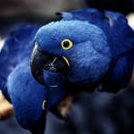 Glaucous Macaw Bird , 7 Lovely Glaucous Macaw In Birds Category