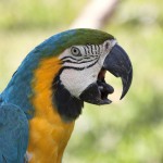 Glaucous Macaw Images , 7 Lovely Glaucous Macaw In Birds Category
