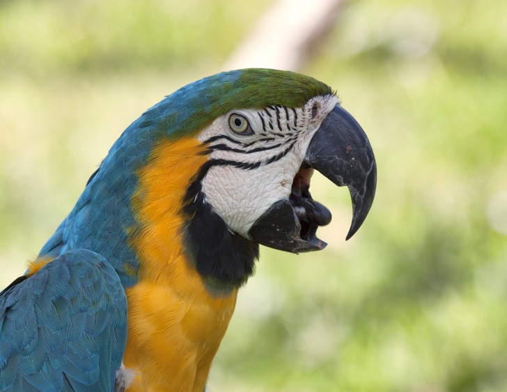 Birds , 7 Lovely Glaucous Macaw : Glaucous Macaw Images