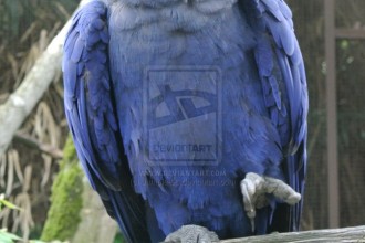 Glaucous Macaw , 7 Lovely Glaucous Macaw In Birds Category