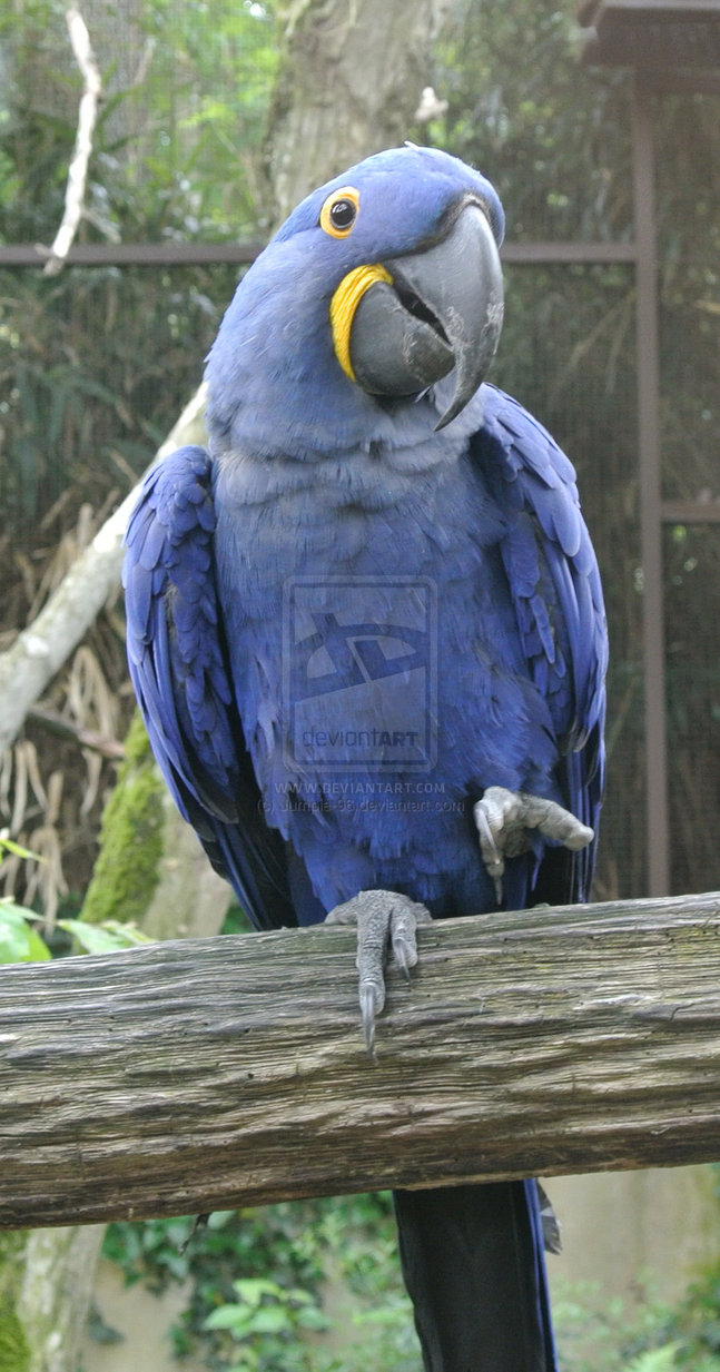Birds , 7 Lovely Glaucous Macaw : Glaucous Macaw