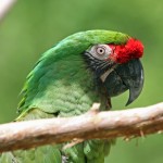 Great Green Macaw RWD , 8 Nice Great Green Macaw In Birds Category