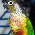 Green Cheek Conure , 7 Beautiful Green Cheeked Parrot In Birds Category