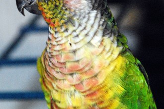 Green Cheek Conure , 7 Beautiful Green Cheeked Parrot In Birds Category