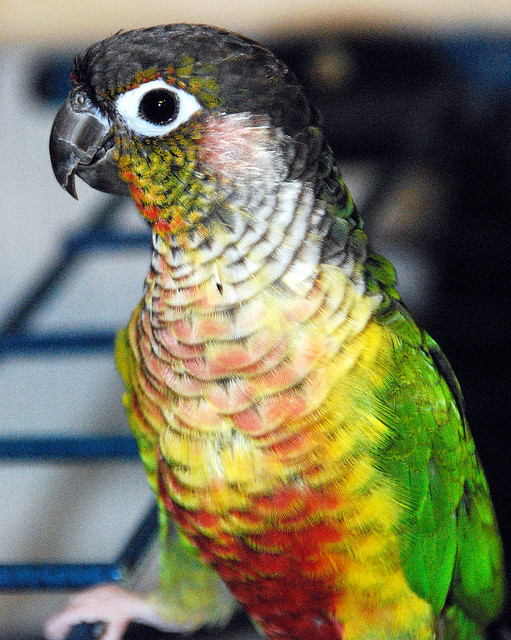 Birds , 7 Beautiful Green Cheeked Parrot : Green Cheek Conure