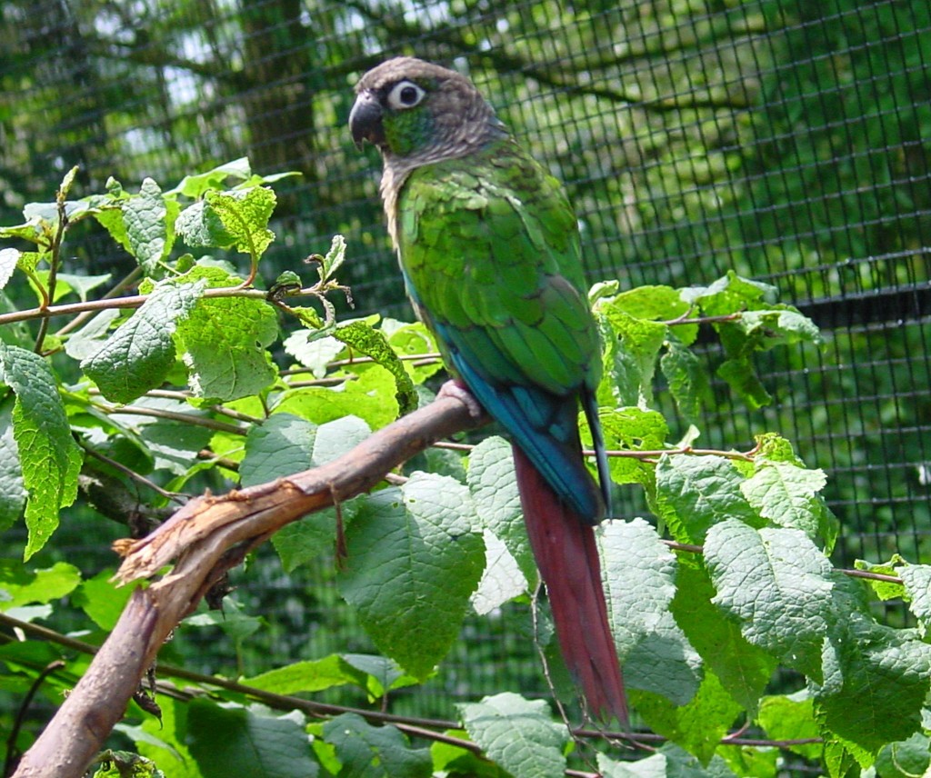 Green Cheeked Conure Parrot : Biological Science Picture Directory