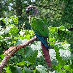 Green Cheeked Conure Parrot , 7 Beautiful Green Cheeked Parrot In Birds Category