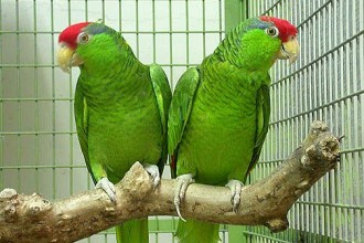Green Cheeked Parrot , 7 Beautiful Green Cheeked Parrot In Birds Category
