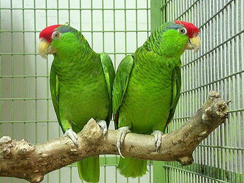 Birds , 7 Beautiful Green Cheeked Parrot : Green Cheeked Parrot