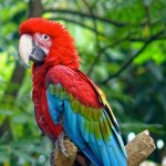 Green Macaw , 7 Beautiful Green Winged Macaw In Birds Category