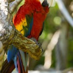 Green Macaw , 8 Charming Green Wing Macaw In Birds Category