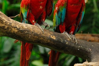 Green Wing Macaw , 8 Cool Green Wing Macaw In Birds Category