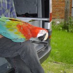 Green Winged Macaw Pictures , 8 Charming Green Wing Macaw In Birds Category