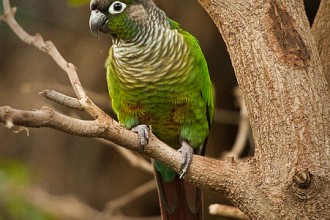 Green Cheeked Conure , 7 Beautiful Green Cheeked Parrot In Birds Category