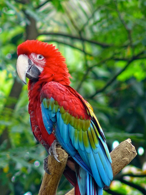 Birds , 8 Charming Green Wing Macaw : Green Winged Macaw