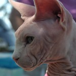 Hairless Cat , 6 Unique Hairless Cat Pictures In Cat Category