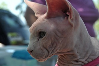 Hairless Cat in Orthoptera
