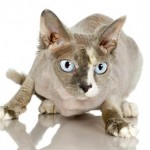Hairless Cat Pictures , 6 Unique Hairless Cat Pictures In Cat Category
