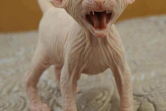 Hairless cat in Cell