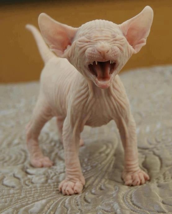 Cat , 7 Nice Pictures Of Hairless Cats : Hairless Cat