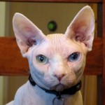 Hairless cat , 7 Nice Pictures Of Hairless Cats In Cat Category