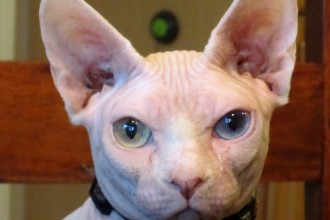 Hairless Cat , 7 Nice Pictures Of Hairless Cats In Cat Category