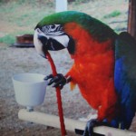 Harlequin Macaws , 8 Unique Macaw Breeders In Birds Category