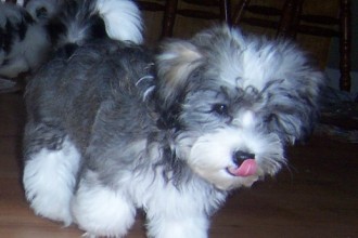 Havanese Breeder , 6 Cute Havanese Dogs Pictures In Dog Category
