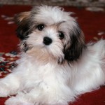 Havanese Dog , 7 Awesome Pictures Of Havanese Dogs In Dog Category