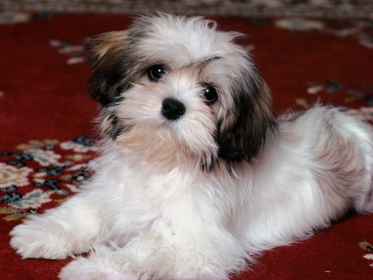 Dog , 7 Awesome Pictures Of Havanese Dogs : Havanese Dog