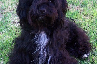 Havanese Dogs , 6 Cute Havanese Dogs Pictures In Dog Category