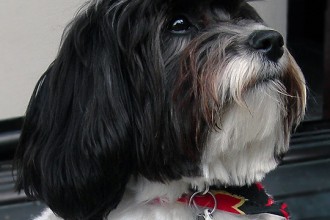 Havanese Dogs Puppies , 6 Outstanding Havanese Dog Pictures In Dog Category
