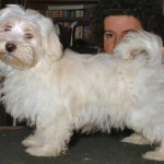 Havanese Puppies Pictures , 6 Outstanding Havanese Dog Pictures In Dog Category