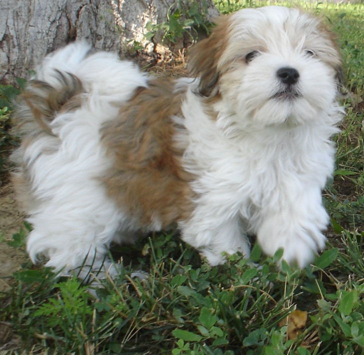Dog , 6 Outstanding Havanese Dog Pictures : Havanese Puppies