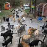 Herding Cats , 5 Excellent Herding Cats Picture In Cat Category