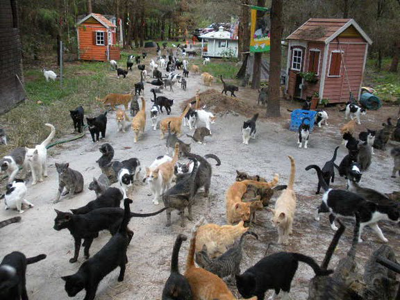 Cat , 5 Excellent Herding Cats Picture : Herding Cats