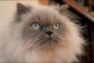 Himalayan , 7 Cute Pictures Of Himalayan Cats In Cat Category