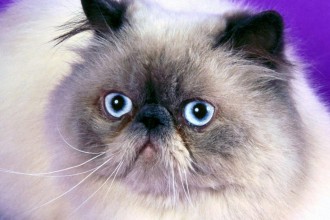 Himalayan Cat Blue Point , 7 Cute Pictures Of Himalayan Cats In Cat Category