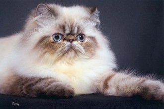 Himalayan Cat Pictures , 7 Cute Pictures Of Himalayan Cats In Cat Category