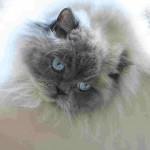 Himalayan Kittens , 7 Cute Pictures Of Himalayan Cats In Cat Category