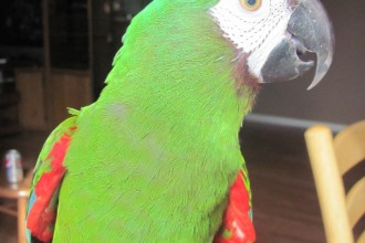 Homed Severe Macaw , 8 Fabulous Severe Macaw In Birds Category
