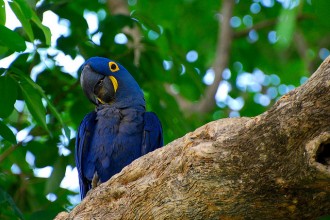 Hyacinth Macaw Bird , 7 Nice Parrot Cage Hyacinth Macaw In Birds Category