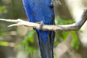 Hyacinth Macaw Facts , 8 Beautiful Macaw Facts In Birds Category