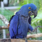 Hyacinth Macaw RWD , 7 Cool Hyacinth Macaws In Birds Category