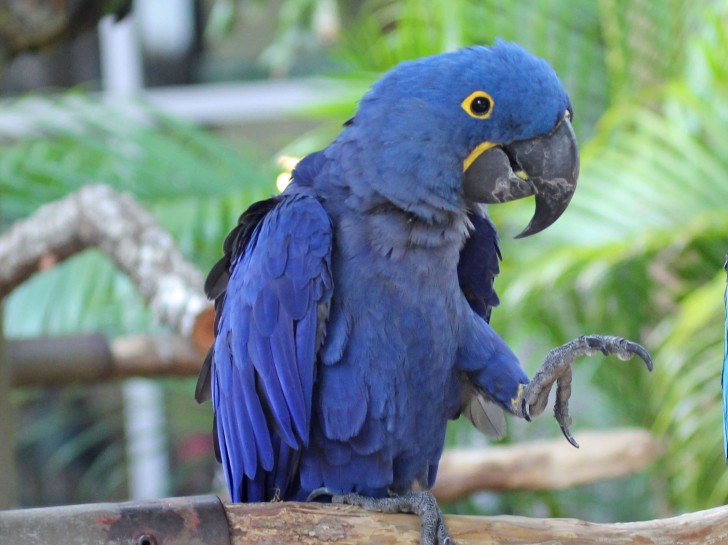 Birds , 7 Cool Hyacinth Macaws : Hyacinth Macaw RWD