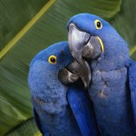 Hyacinth Macaw couple , 8 Wonderful Hyacinth Macaws In Birds Category